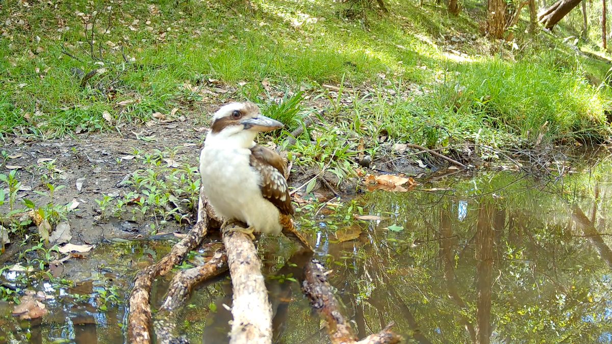 A kookaburra perched on a branch above a shallow creek