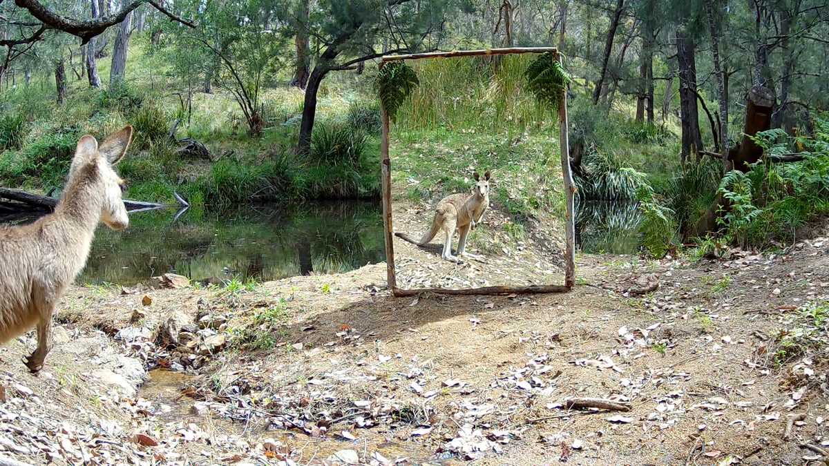 A wallaroo looks at its own reflection in a mirror set up beside a creek