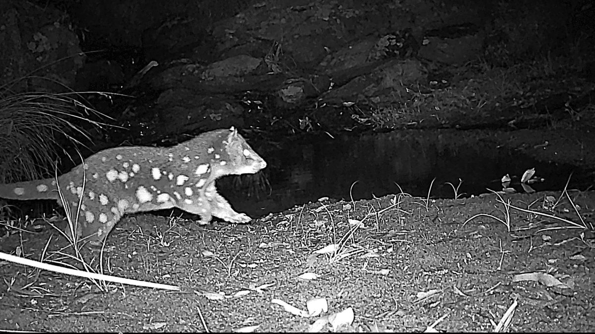 A spotted-tailed quoll crosses a creek bank at night, filmed in infrared