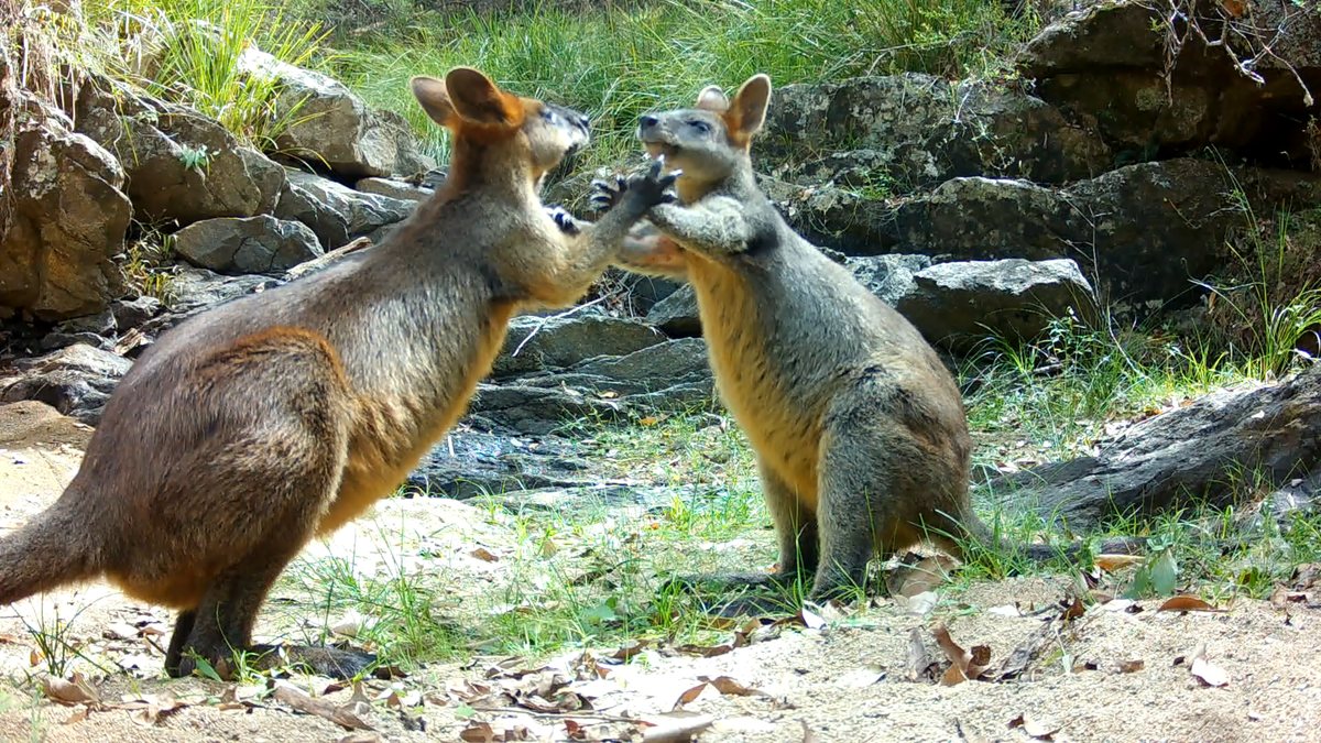 Two swamp wallabies rear up and spar beside a rocky creek