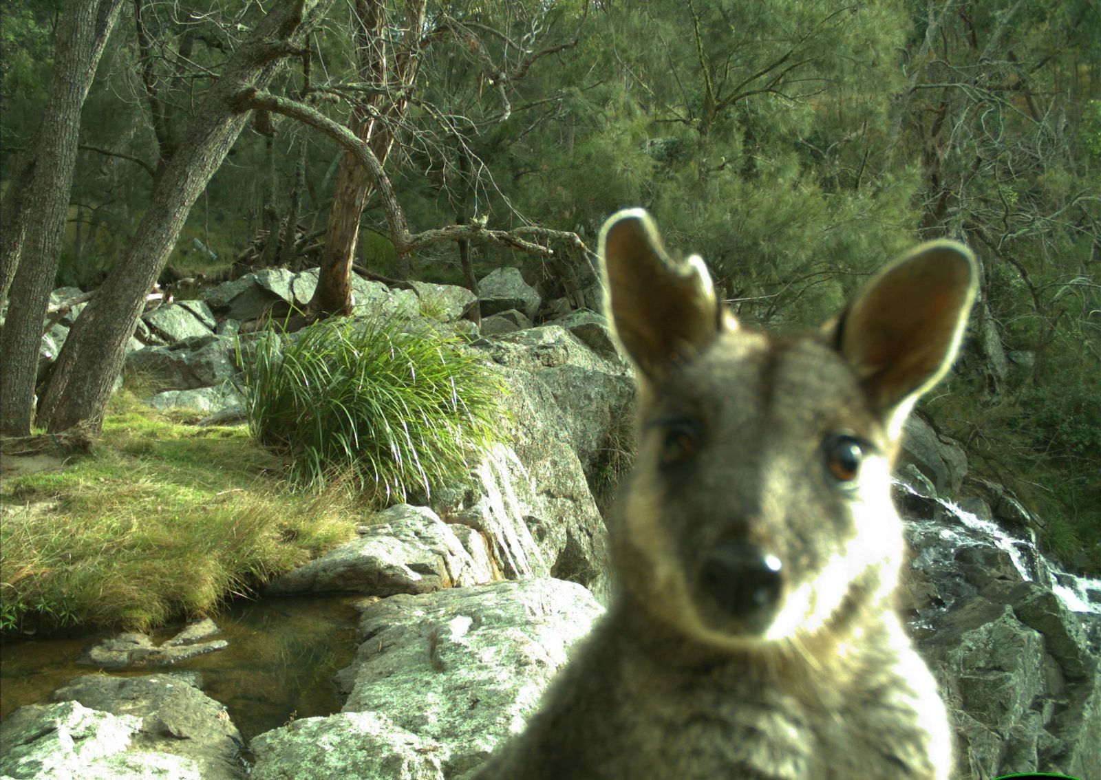 A wallaby leans right up to the trail camera beside a rocky creek, with bushland behind