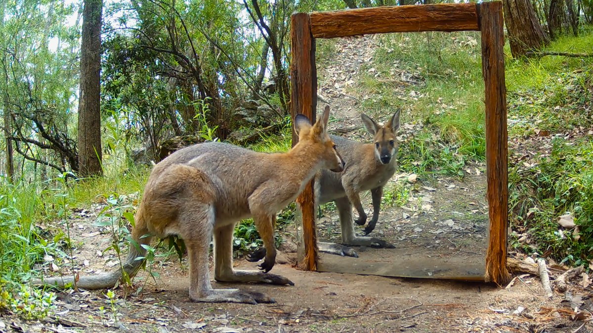 A wallaby meets its reflection in a wooden-framed mirror in the bush