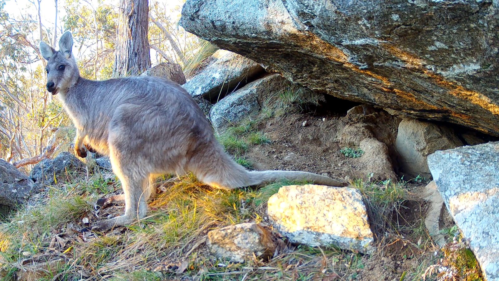 A wallaroo stands in golden light beside a rocky overhang